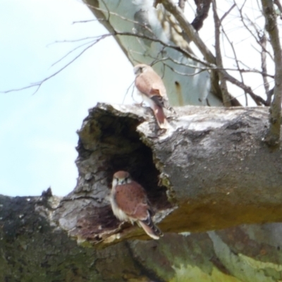 Falco cenchroides (Nankeen Kestrel) at Carrathool, NSW - 13 Nov 2021 by MB