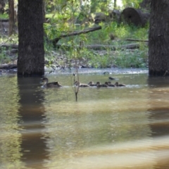 Anas gracilis (Grey Teal) at Hay, NSW - 16 Nov 2021 by MB