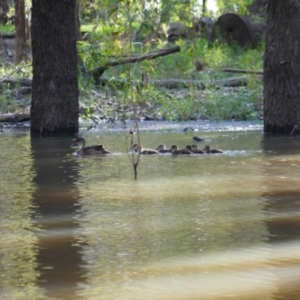 Anas gracilis at Hay, NSW - 16 Nov 2021 08:52 AM