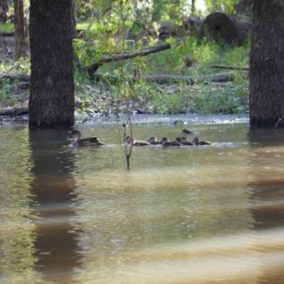 Anas gracilis (Grey Teal) at Hay, NSW - 16 Nov 2021 by MB