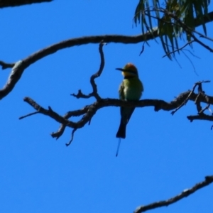 Merops ornatus at Hay South, NSW - 16 Nov 2021