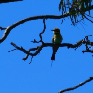 Merops ornatus (Rainbow Bee-eater) at Hay South, NSW by MB