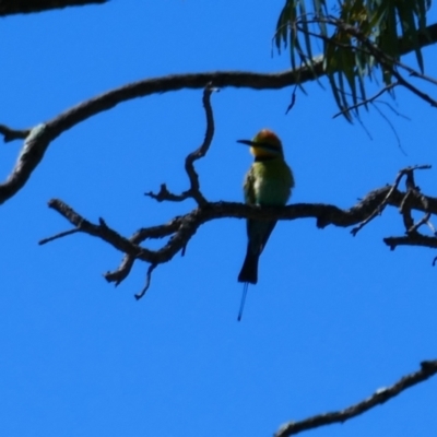 Merops ornatus (Rainbow Bee-eater) at Hay South, NSW - 16 Nov 2021 by MB