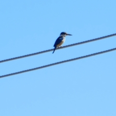 Todiramphus sanctus (Sacred Kingfisher) at Hay South, NSW - 16 Nov 2021 by MB