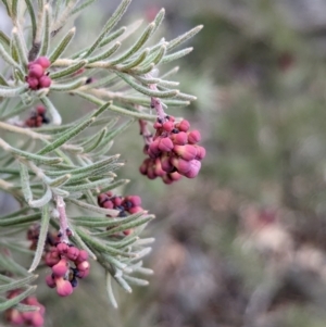 Grevillea lanigera at Livingstone National Park - 9 Jun 2024