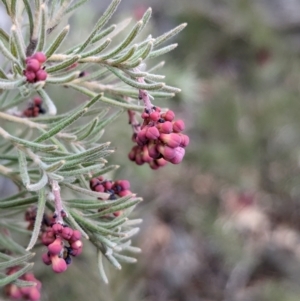 Grevillea lanigera at Livingstone National Park - 9 Jun 2024 01:16 PM