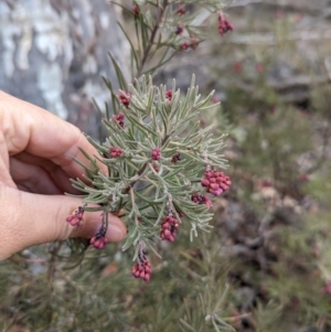 Grevillea lanigera at Livingstone National Park - 9 Jun 2024