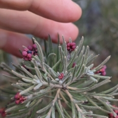 Grevillea lanigera at Livingstone National Park - 9 Jun 2024