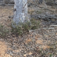 Grevillea lanigera at Livingstone National Park - 9 Jun 2024