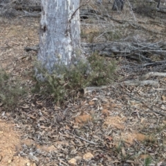 Grevillea lanigera at Livingstone National Park - 9 Jun 2024 01:16 PM