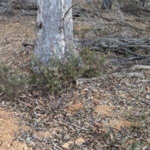 Grevillea lanigera at Livingstone National Park - 9 Jun 2024