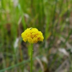 Craspedia sp. (Billy Buttons) at Maude, NSW - 22 Nov 2021 by MB