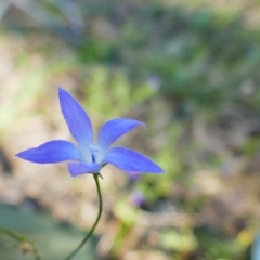 Wahlenbergia fluminalis (River Bluebell) at Maude, NSW - 22 Nov 2021 by MB