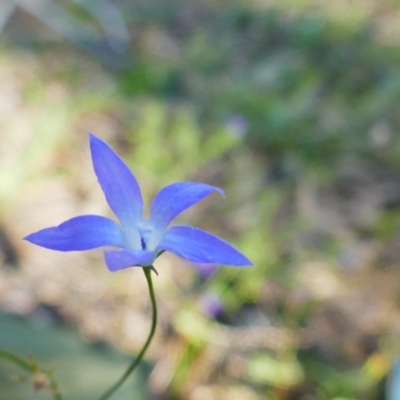 Wahlenbergia fluminalis (River Bluebell) at Maude, NSW - 22 Nov 2021 by MB