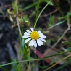 Brachyscome smithwhitei at Maude, NSW - 22 Nov 2021 by MB