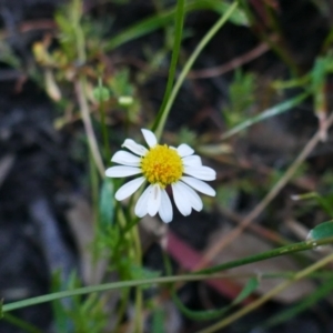 Brachyscome smithwhitei at Maude, NSW - 22 Nov 2021