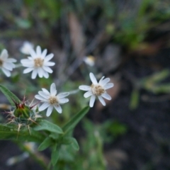 Unidentified Daisy at Maude, NSW - 22 Nov 2021 by MB