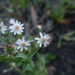 Unverified Daisy at Maude, NSW - 22 Nov 2021 by MB