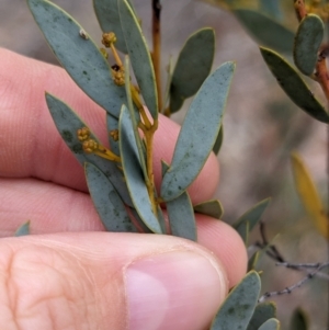 Acacia buxifolia subsp. buxifolia (Box-leaf Wattle) at Burrandana, NSW by Darcy