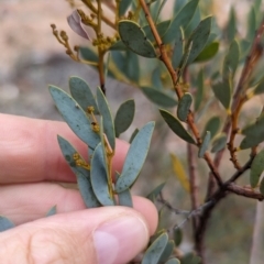 Acacia buxifolia subsp. buxifolia at Livingstone State Conservation Area - 9 Jun 2024 01:37 PM