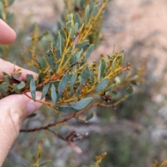 Acacia buxifolia subsp. buxifolia at Livingstone State Conservation Area - 9 Jun 2024