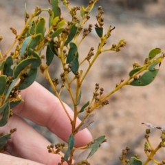 Acacia buxifolia subsp. buxifolia at Livingstone State Conservation Area - 9 Jun 2024