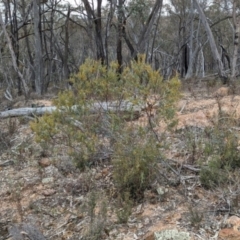 Acacia buxifolia subsp. buxifolia at Livingstone State Conservation Area - 9 Jun 2024 01:37 PM