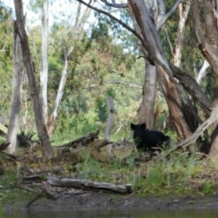 Sus scrofa (Pig (feral)) at Yanga National Park - 26 Nov 2021 by MB