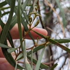Acacia doratoxylon (Currawang) at Burrandana, NSW - 9 Jun 2024 by Darcy