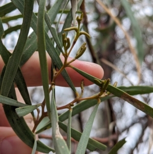 Acacia doratoxylon (Currawang) at Burrandana, NSW by Darcy