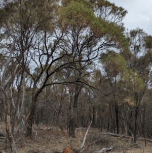 Acacia doratoxylon at Livingstone State Conservation Area - 9 Jun 2024 01:50 PM