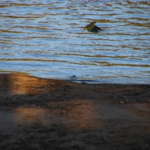 Psephotus haematonotus at Hay South, NSW - 2 Feb 2022 07:46 PM