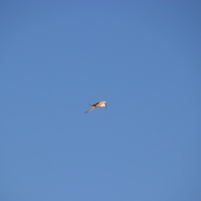 Gelochelidon macrotarsa (Australian Tern) at Hay South, NSW - 2 Feb 2022 by MB