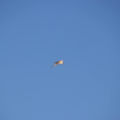 Gelochelidon macrotarsa (Australian Tern) at Hay South, NSW - 2 Feb 2022 by MB