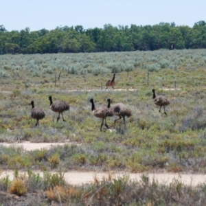 Dromaius novaehollandiae (Emu) at Maude, NSW by MB
