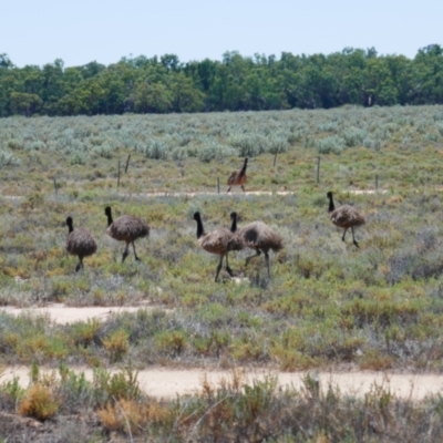 Dromaius novaehollandiae (Emu) at Maude, NSW - 4 Feb 2022 by MB