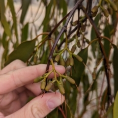 Amyema miquelii (Box Mistletoe) at Livingstone State Conservation Area - 9 Jun 2024 by Darcy