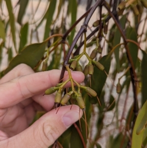 Amyema miquelii at Livingstone State Conservation Area - 9 Jun 2024