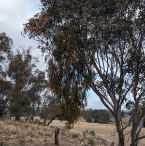 Amyema miquelii at Livingstone State Conservation Area - 9 Jun 2024