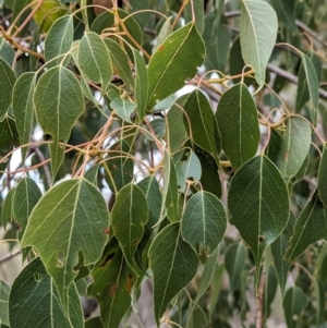 Brachychiton populneus at Livingstone State Conservation Area - 9 Jun 2024 01:58 PM