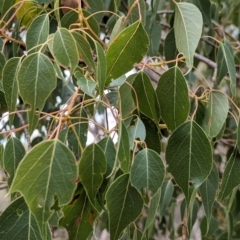 Brachychiton populneus at Livingstone State Conservation Area - 9 Jun 2024 01:58 PM