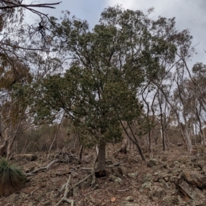Brachychiton populneus at Livingstone State Conservation Area - 9 Jun 2024 01:58 PM