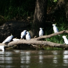 Cacatua galerita (Sulphur-crested Cockatoo) at Oura, NSW - 23 Feb 2022 by MB