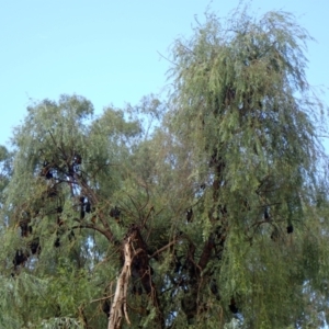 Pteropus sp. (genus) at East Wagga Wagga, NSW - 23 Feb 2022