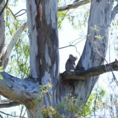 Phascolarctos cinereus (Koala) at Murray Valley National Park - 18 Oct 2023 by MB