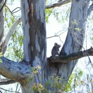 Phascolarctos cinereus at Murray Valley National Park - 18 Oct 2023