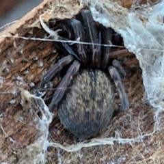 Badumna longinqua (Grey House Spider) at Gundary TSR - 12 Jun 2024 by trevorpreston