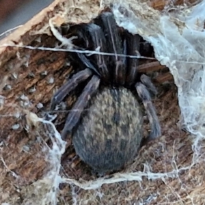 Badumna longinqua (Grey House Spider) at Gundary TSR by trevorpreston