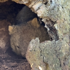 Vombatus ursinus (Common wombat, Bare-nosed Wombat) at Bonner, ACT - 12 Jun 2024 by CedricBear