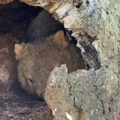 Vombatus ursinus (Common wombat, Bare-nosed Wombat) at Mulligans Flat - 12 Jun 2024 by CedricBear